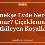 Menekşe Evde Nereye Konur? Çiçeklenmeyi Etkileyen Koşullar